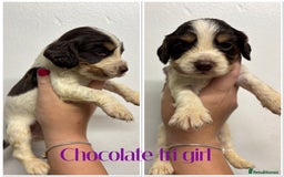 Cocker Spaniel dogs for sale: 🌟 cocker spaniel puppies 🌟 - Image 13