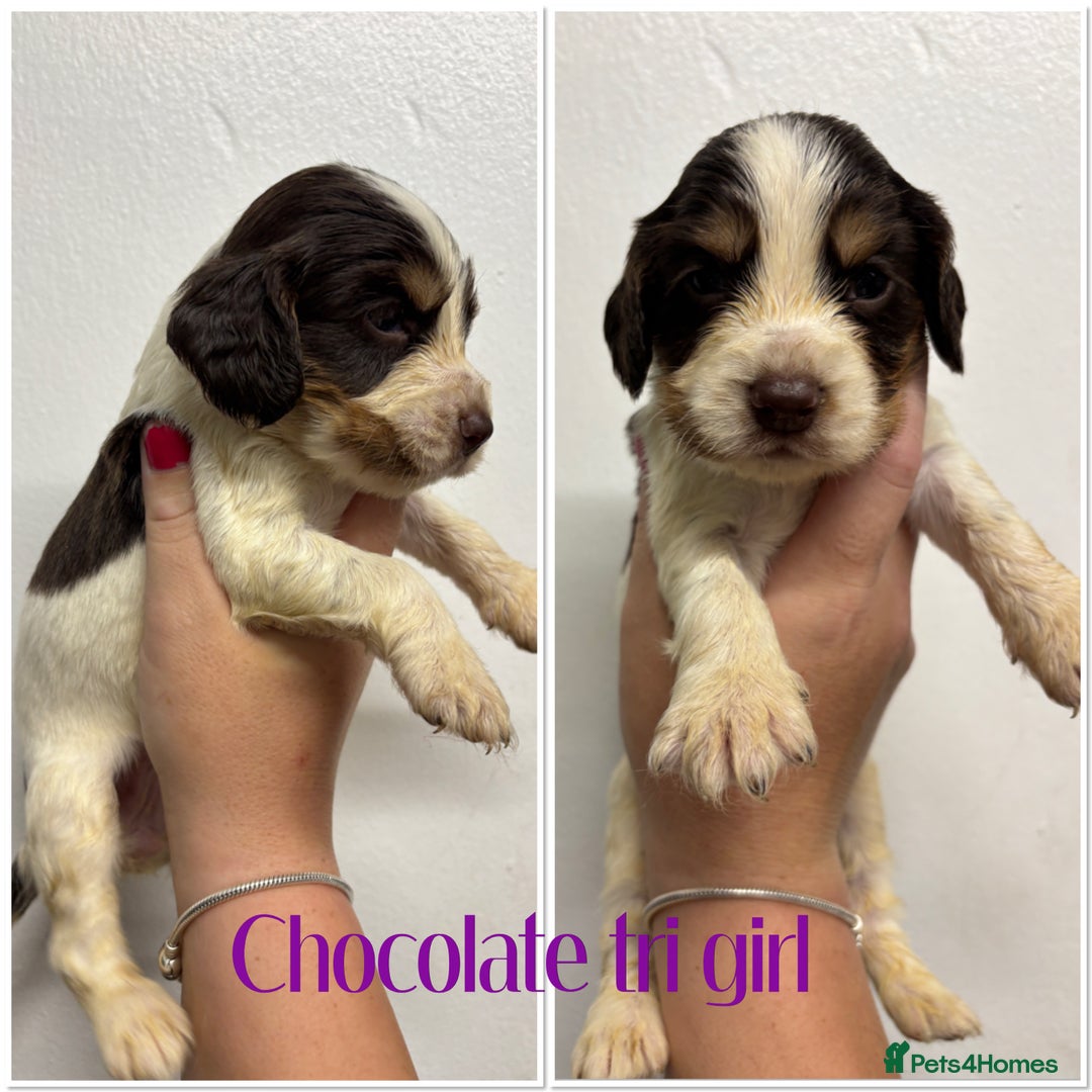 Cocker Spaniel dogs for sale: 🌟 cocker spaniel puppies 🌟 - Image 13