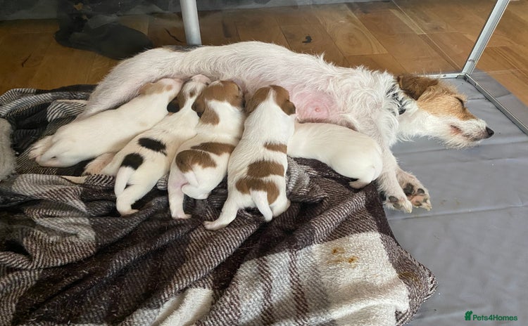 Jack Russell dogs - Advert 1