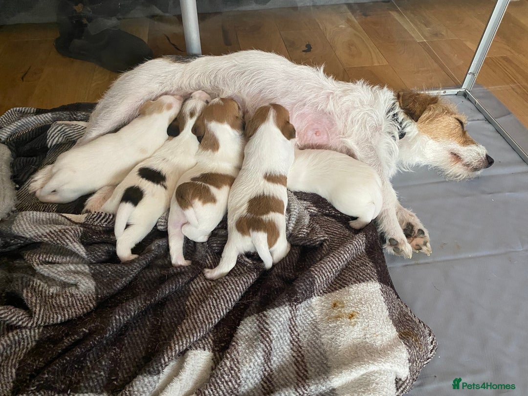 Jack Russell dogs for sale: Long/Broken coated Jack Russel - Image 1