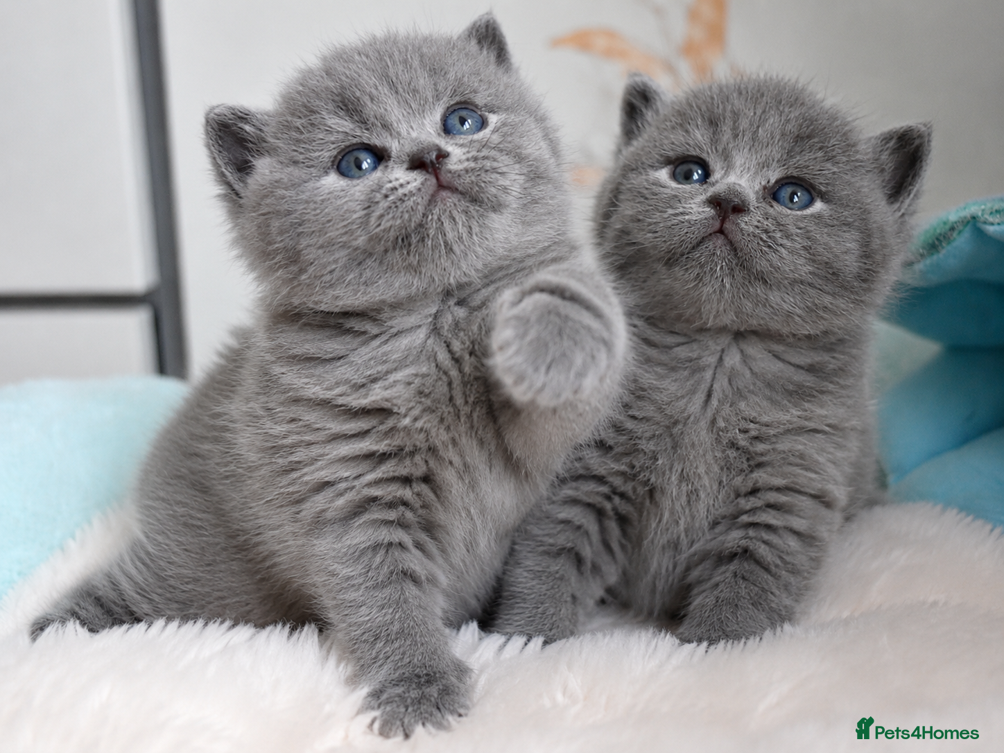 British Shorthair cats Exceptional quality champions line GCCF/TICA  reg - Advert 3