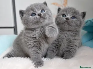 British Shorthair cats Exceptional quality champions line GCCF/TICA reg - Advert 3