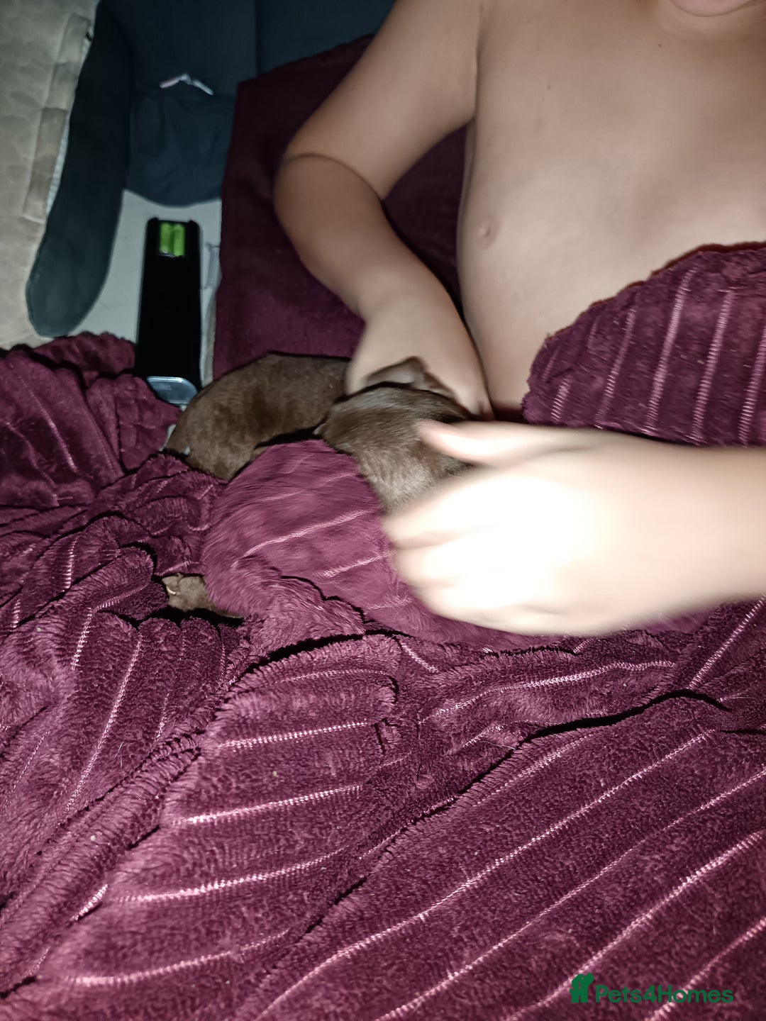 Mixed Breed dogs for sale: Staffy cross - Image 8