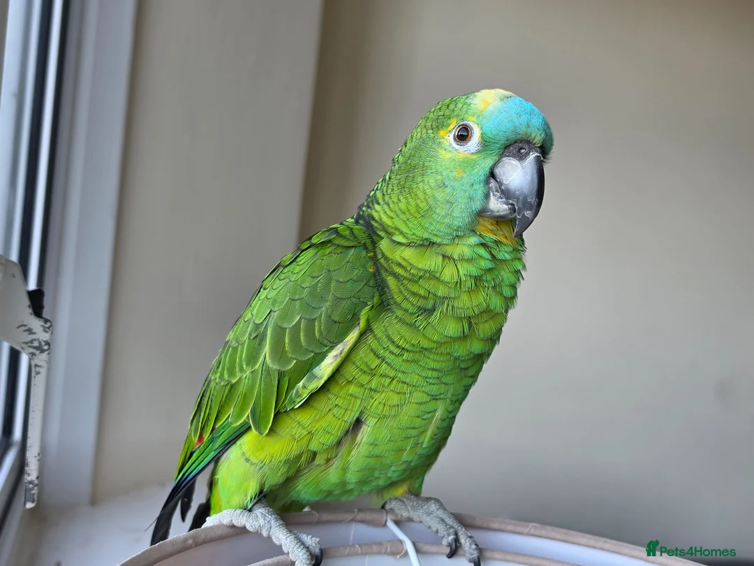 Parrots birds for sale: Blue fronted amazon parrot (male) £250  - Advert 2