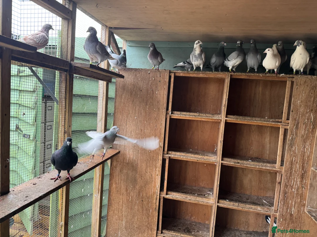 Pigeons birds for sale: Mixed pigeons  - Advert 2