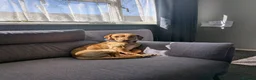 Mixed Breed dogs for stud: Rocky - Advert 2