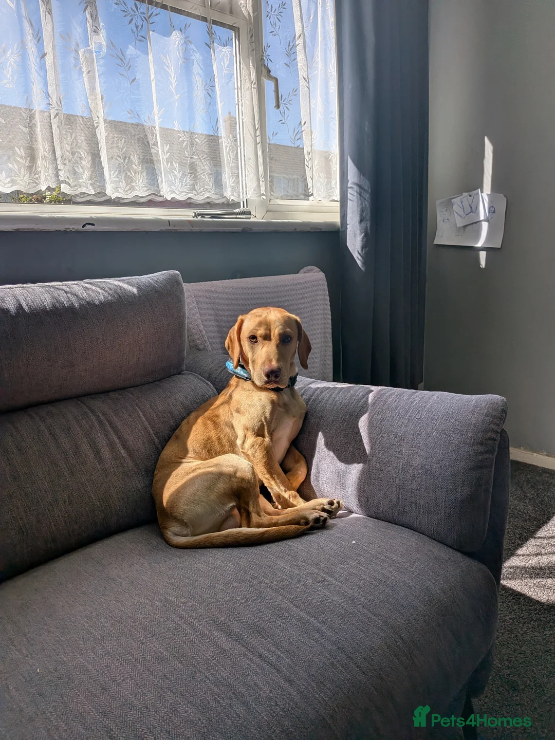 Mixed Breed dogs for stud: Rocky - Advert 2