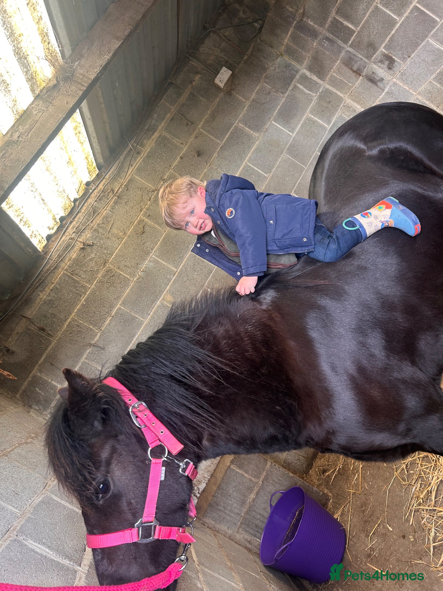 Dartmoor horses for sale: Opal! - Advert 4