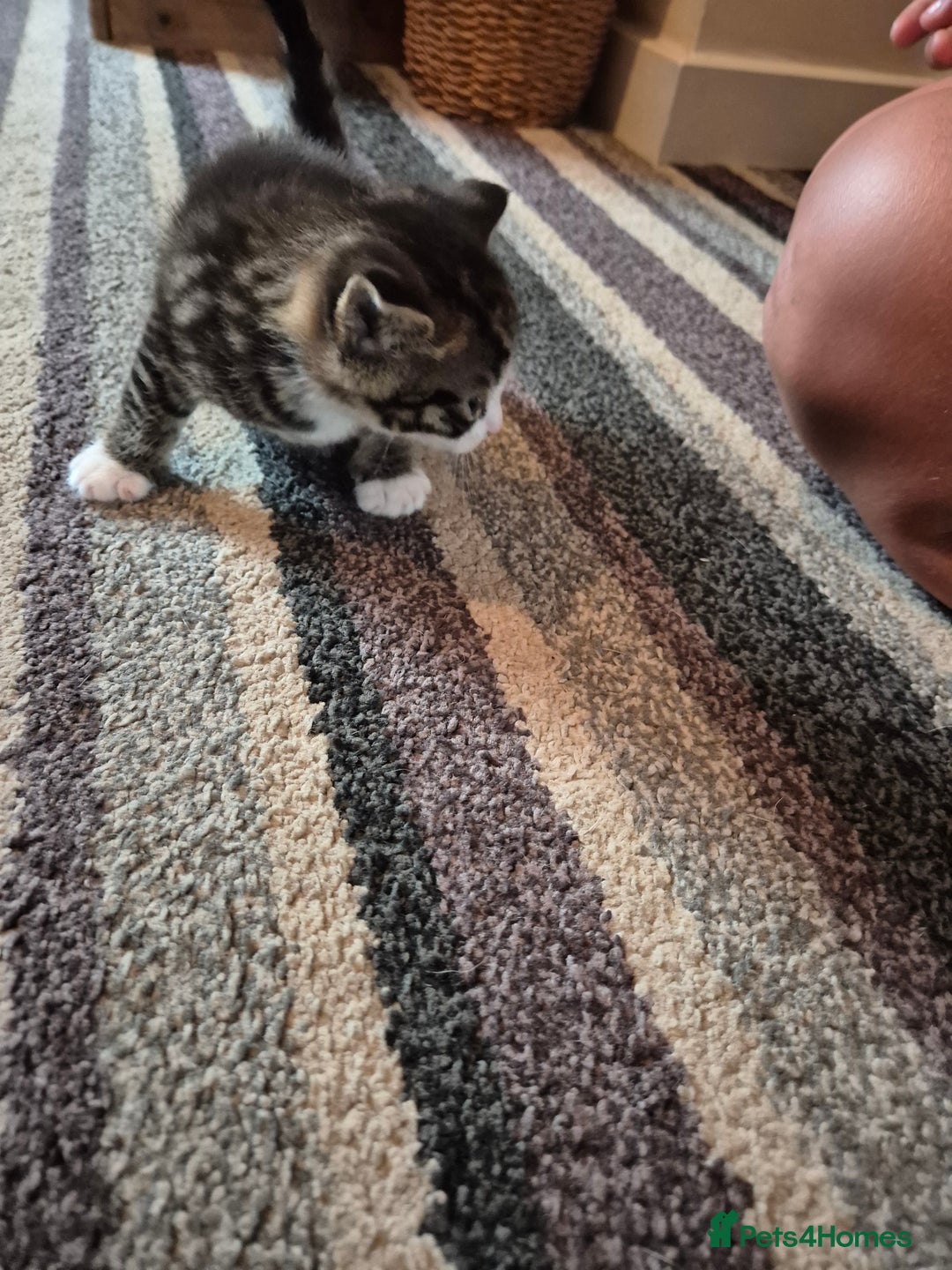Domestic Shorthair cats for sale: 2 kittens 1 girl and one boy - Image 3