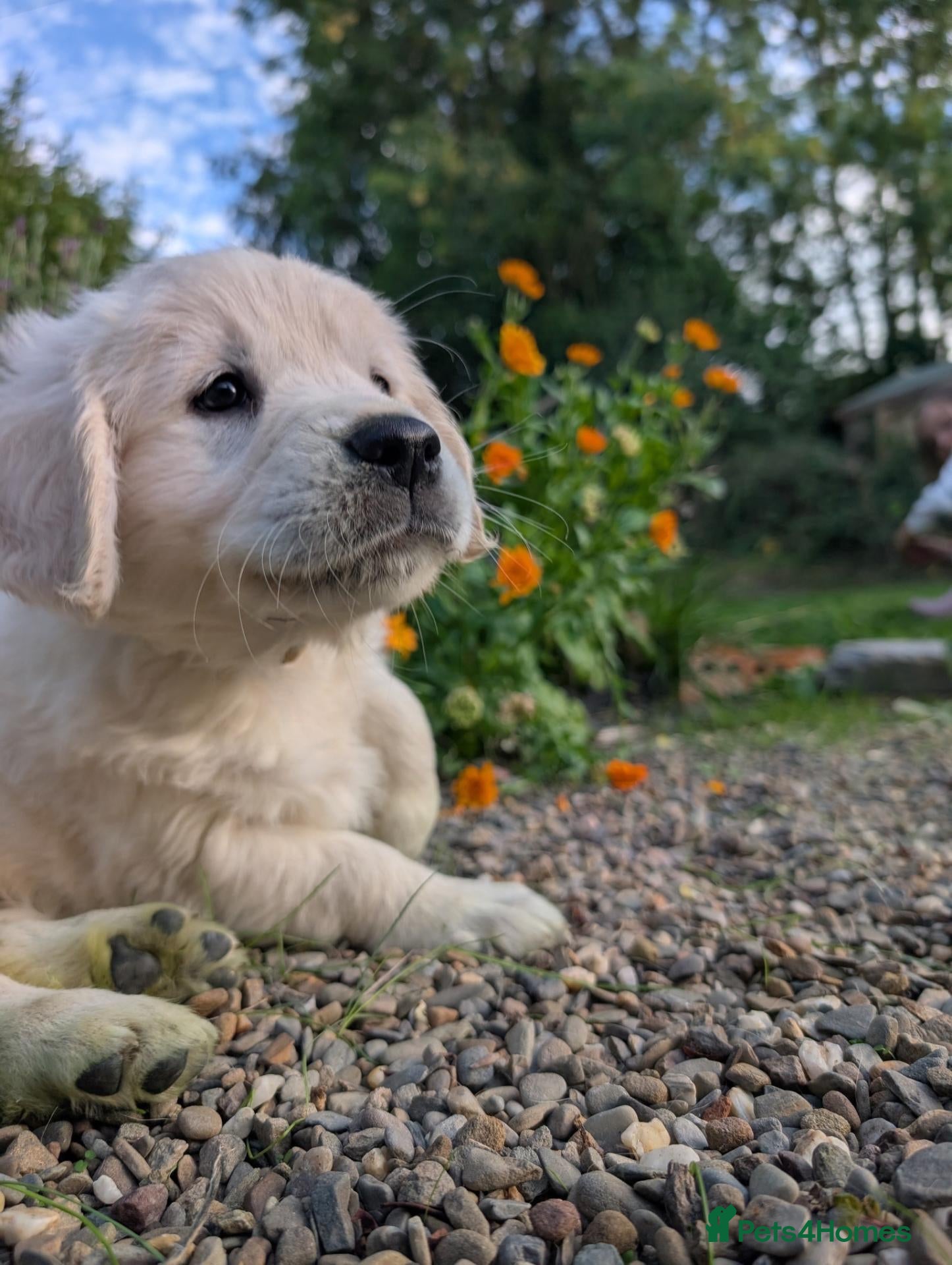 Golden Retriever dogs Ready-to-go-this-week! Golden Retriever Puppies 🐾 - Advert 11