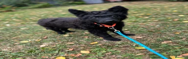 Mudi Puppy 1