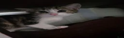 Mixed Breed cats for sale: Kittens in Skelmersdale - Advert 2