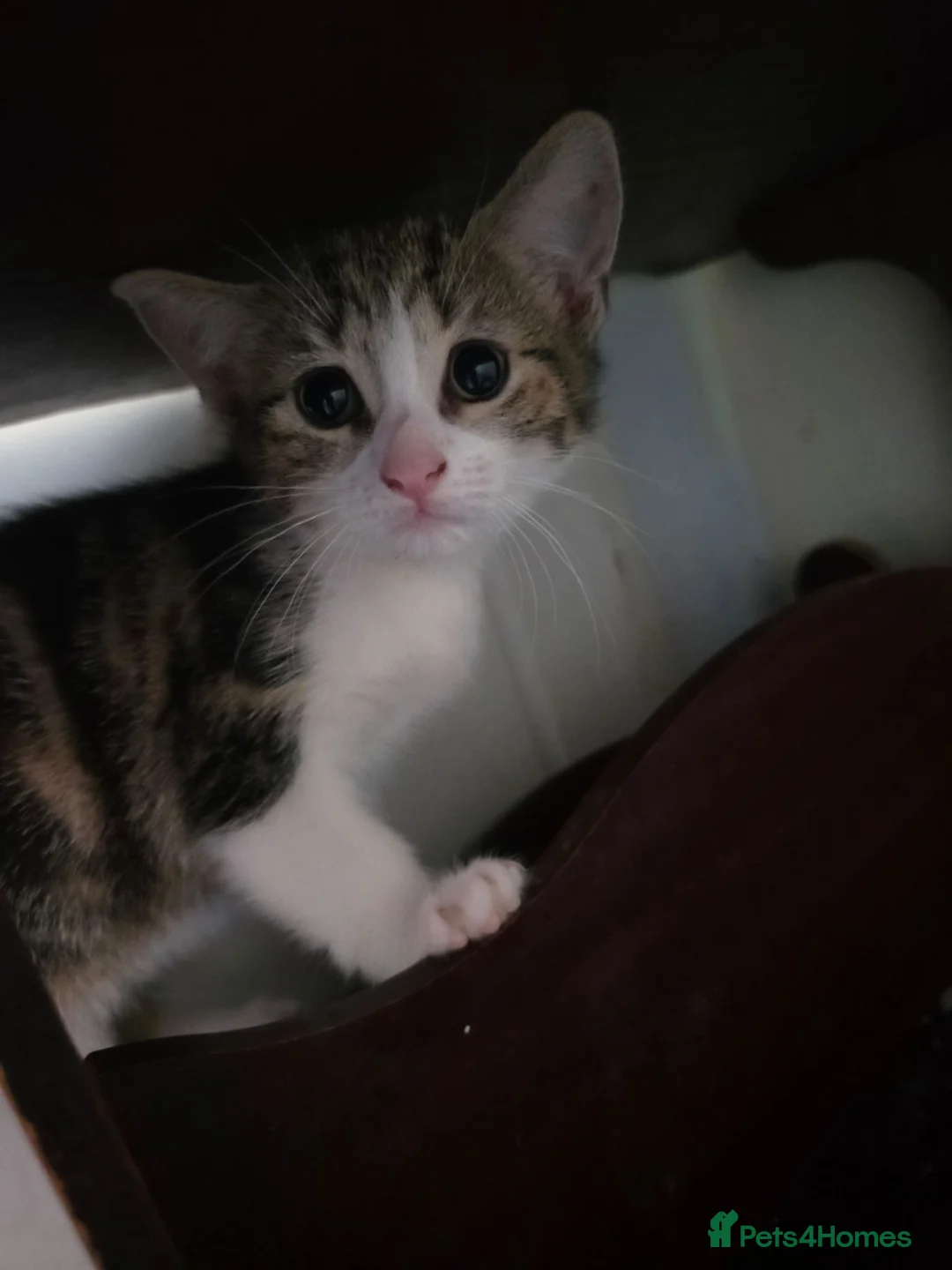 Mixed Breed cats for sale: Kittens in Skelmersdale - Advert 2