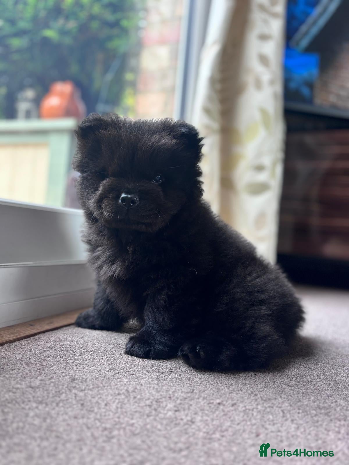 Chow Chow dogs Chow chow puppy ready to go 20th jan - Advert 2