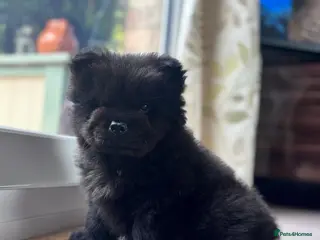 Chow Chow dogs Chow chow puppy ready to go 20th jan - Advert 2