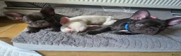 French Bulldog dogs for sale: French bulldog puppies - Advert 2