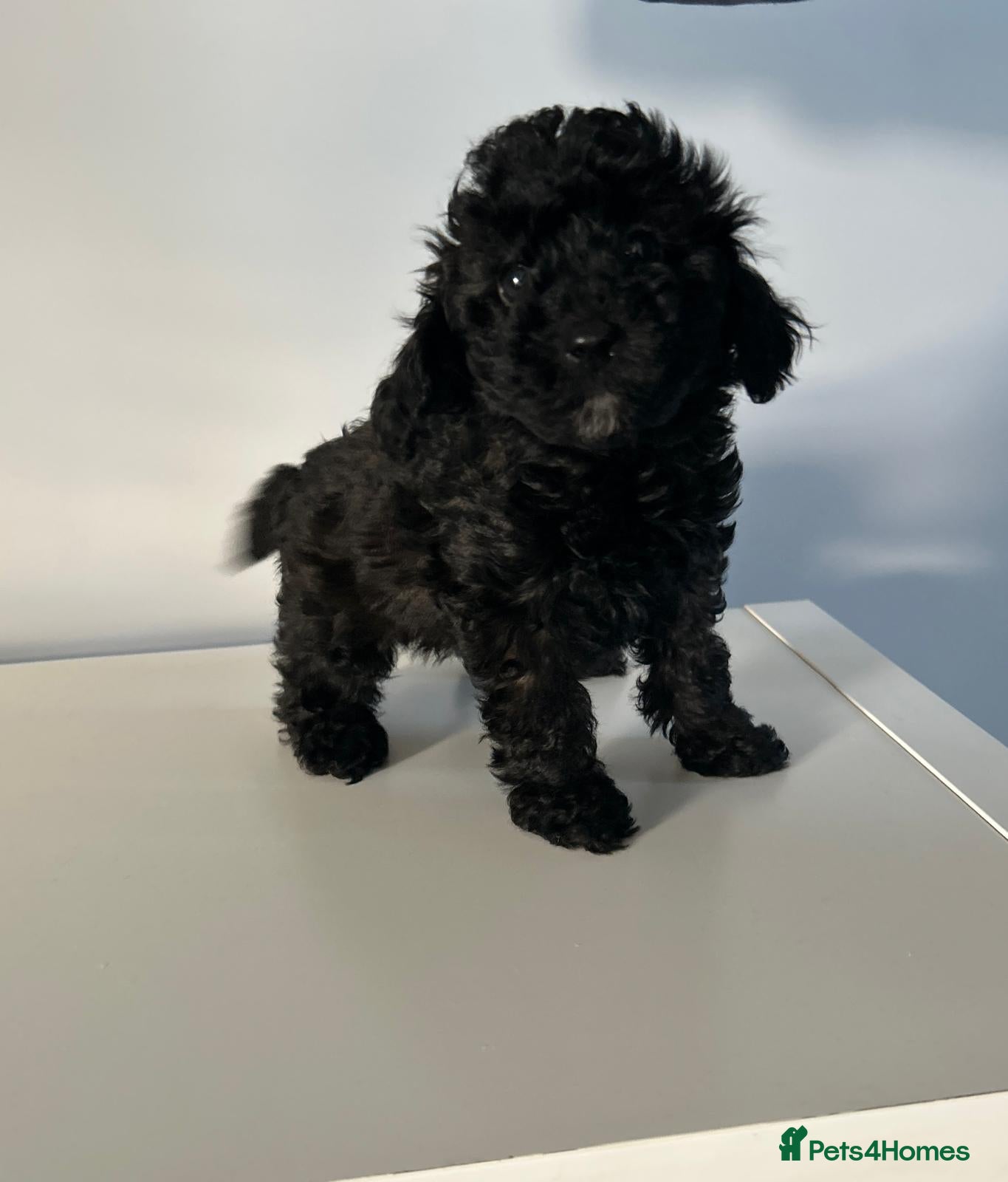 Toy Poodle dogs Ready to leave now - KC registered Toy Poodles  - Advert 4