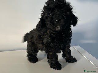 Toy Poodle dogs Ready to leave now - KC registered Toy Poodles - Advert 13