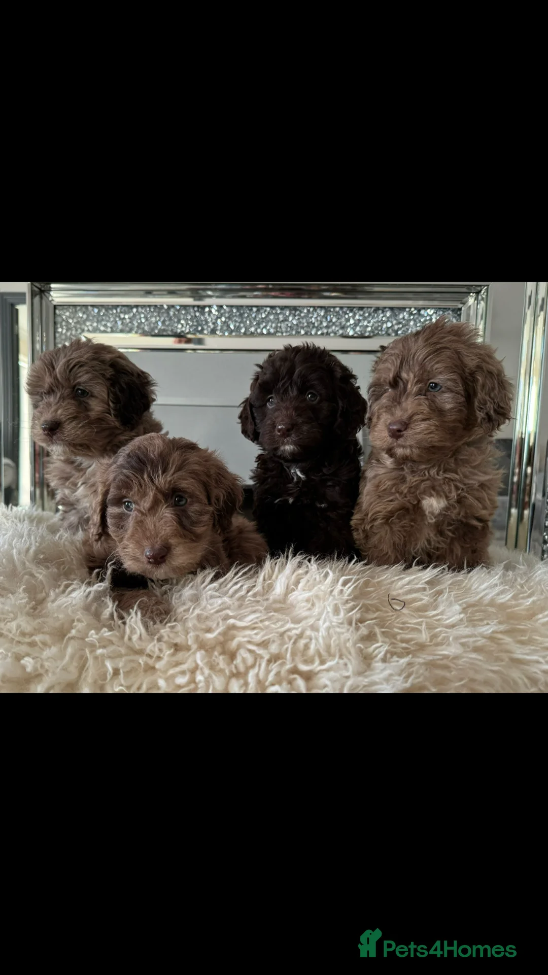 Miniature Poodle dogs for stud: Prince Phillip in Benfleet - Advert 5