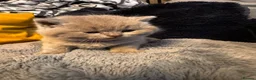 British Shorthair cats for sale: Beauty Blue British Shorthair CHAMPION blood line  - Advert 9