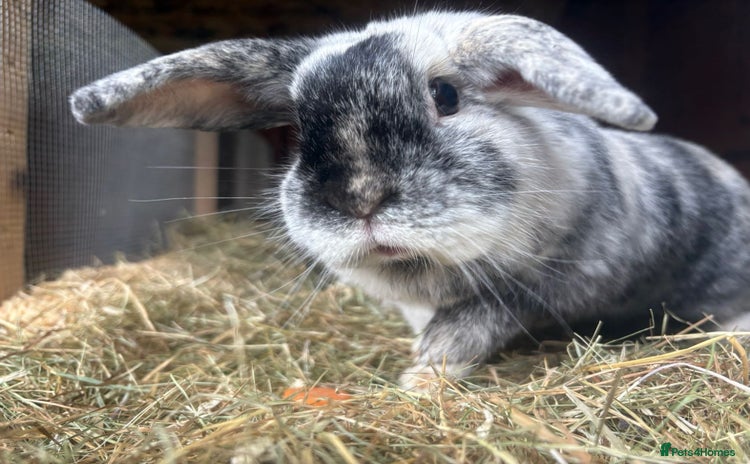 English rabbits - Advert 2