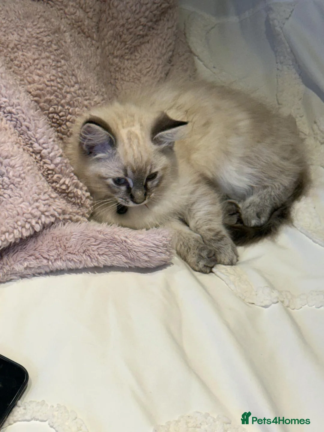 Ragdoll cats for sale: Purebreed ragdoll female  - Advert 4