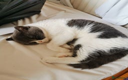 British Shorthair cats for sale: Bi-Colour British Shorthair Male. in Canterbury - Image 2