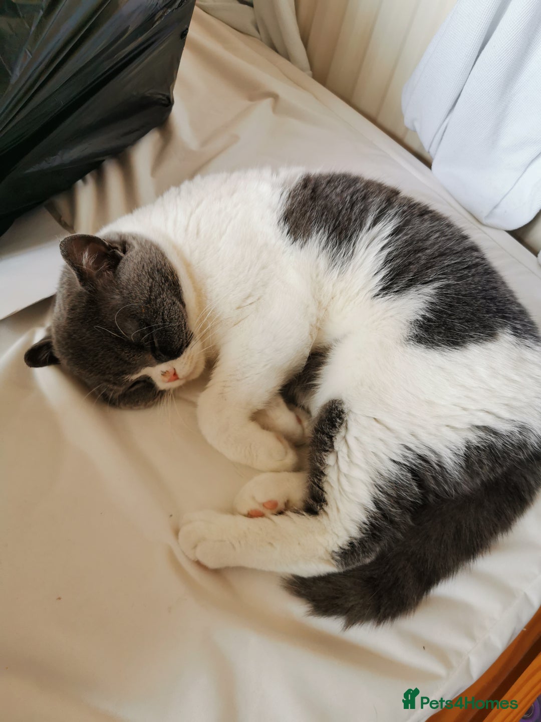 British Shorthair cats for sale: Bi-Colour British Shorthair Male. in Canterbury - Image 2