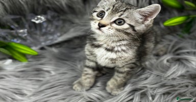 Egyptian Mau cats - Advert 14