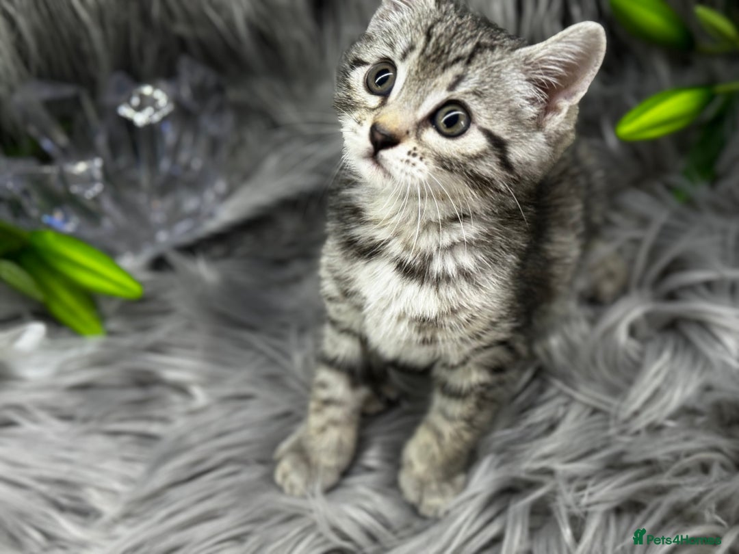 Egyptian Mau cats for sale: Exceptional Egyptian Mau & Bengal Kittens TICAreg - Image 3