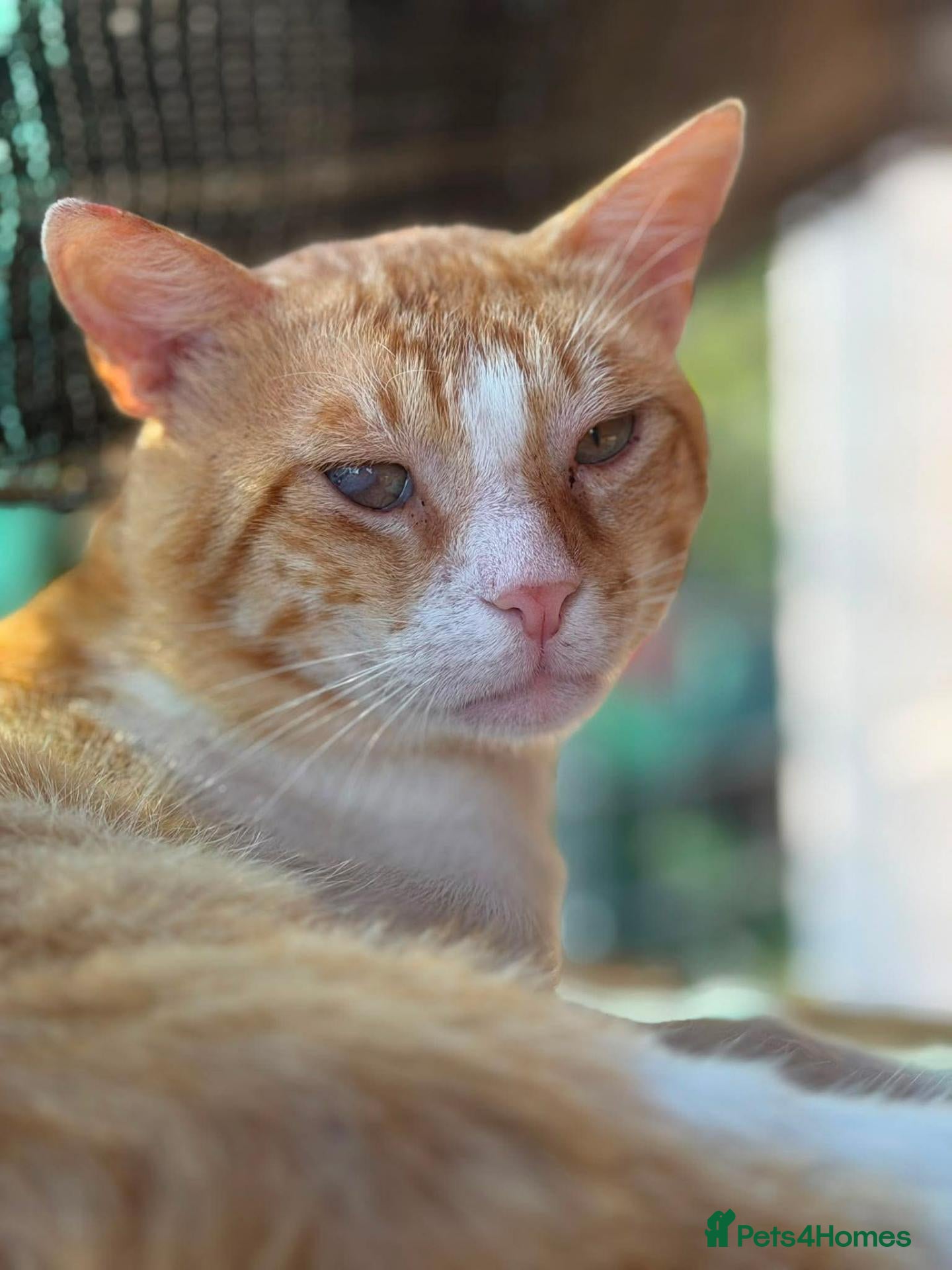 Mixed Breed cats Meet Mircea ❤️  - Advert 1
