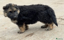 German Shepherd dogs for sale: Medium/long haired German shepherd puppies  - Image 19