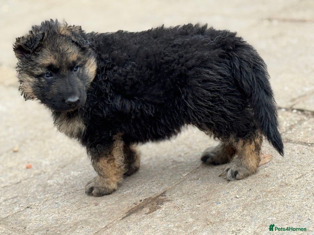 German Shepherd dogs for sale: Medium/long haired German shepherd puppies  - Image 19