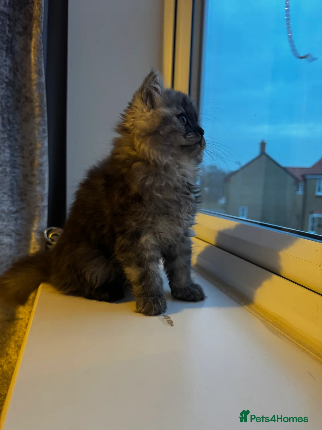 Persian cats for sale: Doll face persian - Advert 6