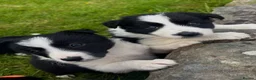 Border Collie dogs for sale: ⭐️ 2 Beautiful Female Border Collie Pups Left ⭐️ - Advert 7