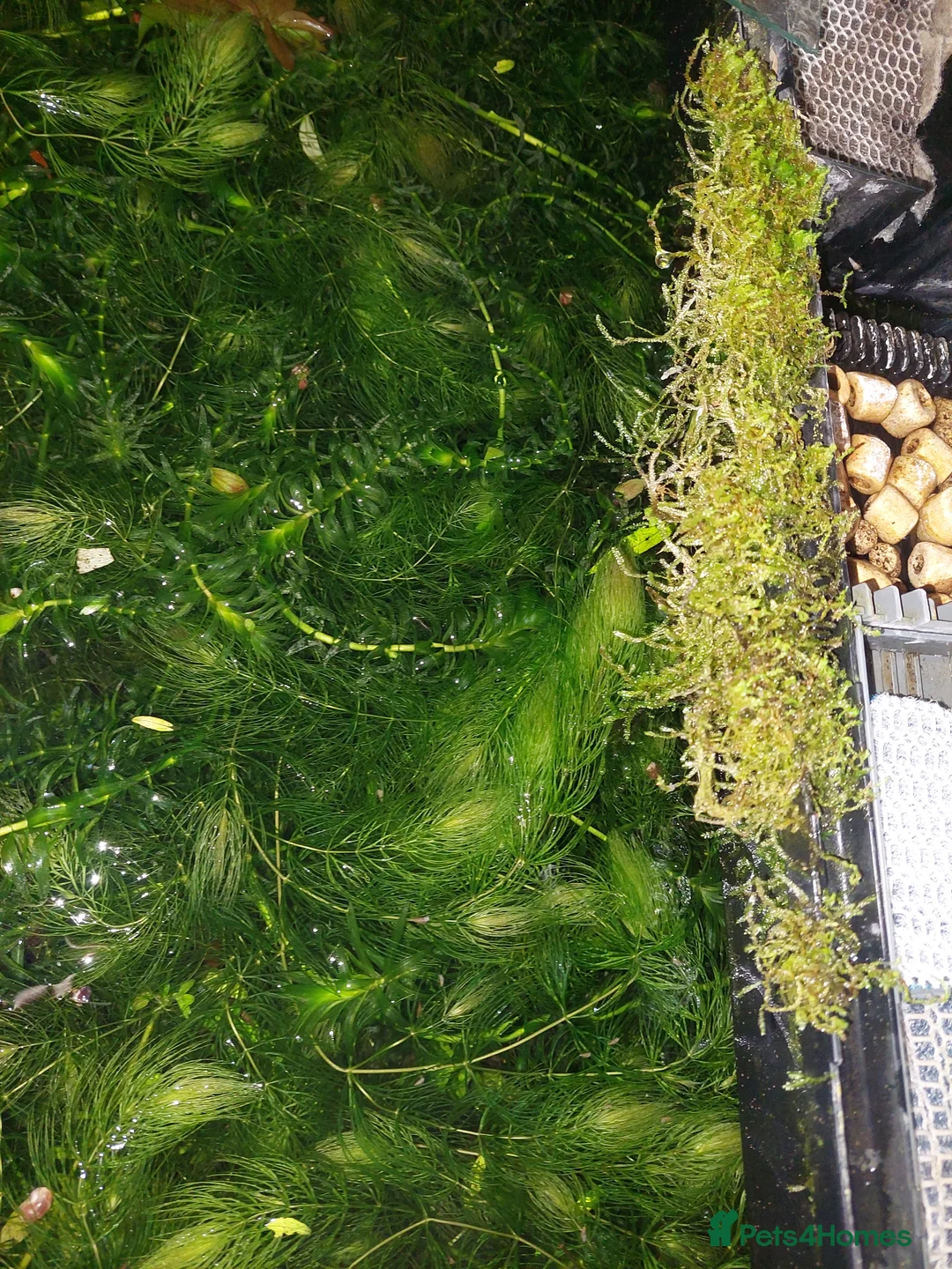 Other/Mixed Breed fish for sale: 10-year established jungle tank due t  in Hove - Advert 2