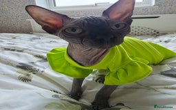 Sphynx cats for sale: Adorable Sphynx kittens💝🐈‍⬛🐈 - Image 25