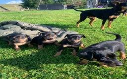 Mixed Breed dogs for sale: miniature pincher / mini jack  - Image 19
