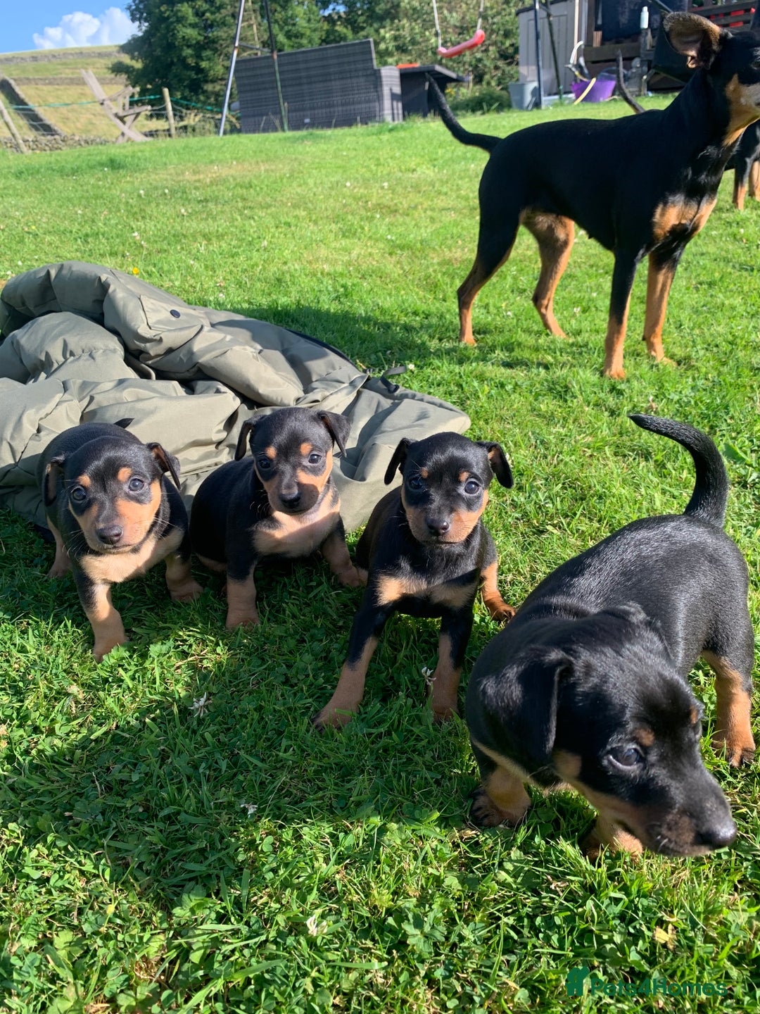 Mixed Breed dogs for sale: miniature pincher / mini jack  - Image 19