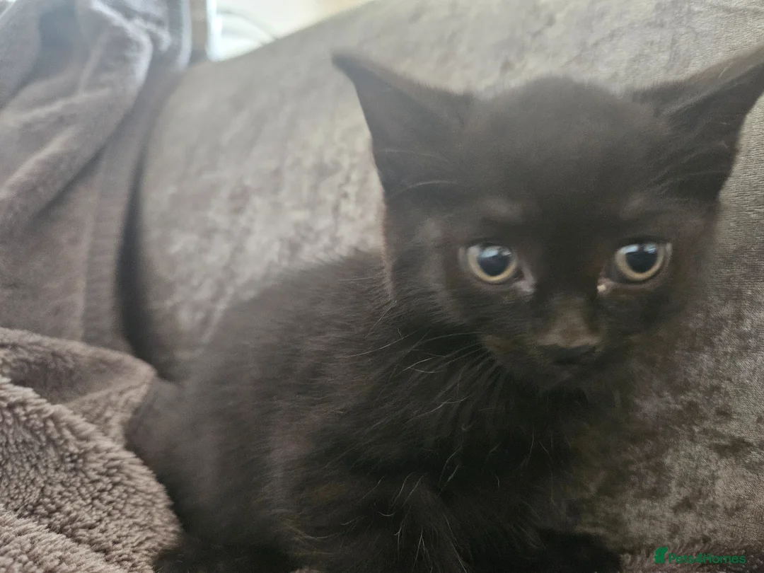 Mixed Breed cats for sale: Kittens for sale in Chesterfield - Advert 10