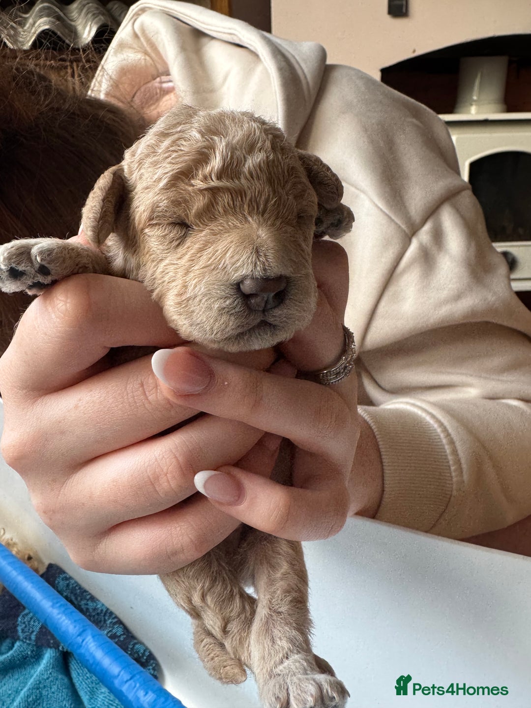Cockapoo dogs for sale: Wonderful snuggle buddy  - Image 25