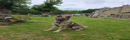 German Shepherd dogs for sale: Elite DDR German Shepherd - World-Class Pedigree  - Advert 28
