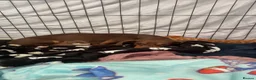 Dachshund dogs for sale: Puppies  - Advert 15
