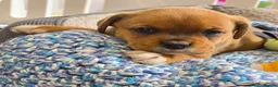 Mixed Breed dogs for sale: Boxer x Rottweiler. (Boxweiler) in Worcester - Advert 7