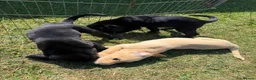 Cockerdor dogs for sale: Cockerdor puppies Labrador X Cocker Spaniel  - Advert 5