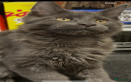 Maine Coon cats for sale:  2 beautiful maine coon kittens left - Image 19