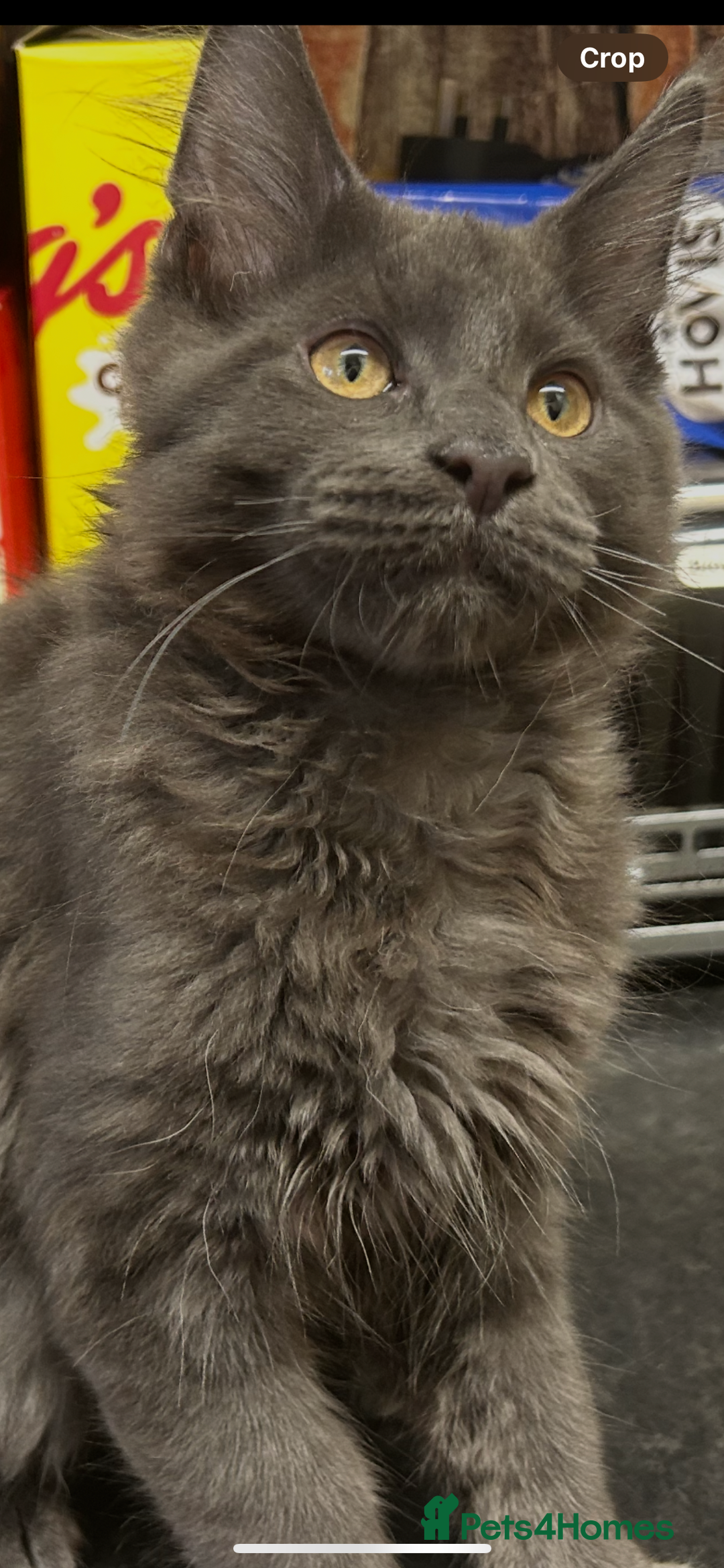 Maine Coon cats for sale:  2 beautiful maine coon kittens left - Image 19