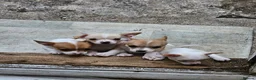 Chihuahua dogs for sale: Chihuahuas puppies.  - Advert 1