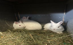 Netherland Dwarf rabbits for sale: Rabbits for sale  - Image 4