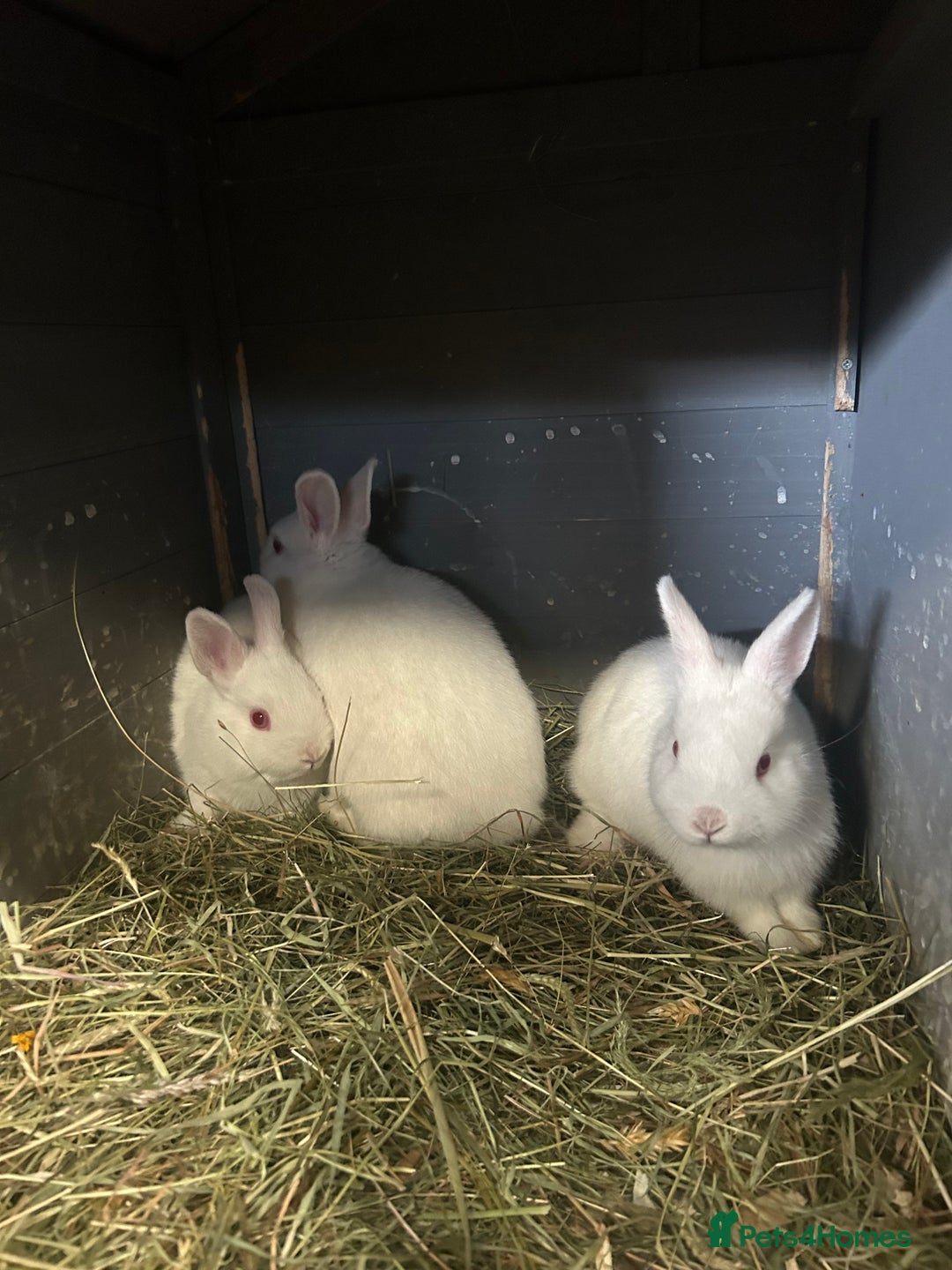 Netherland Dwarf rabbits for sale: Rabbits for sale  - Image 4
